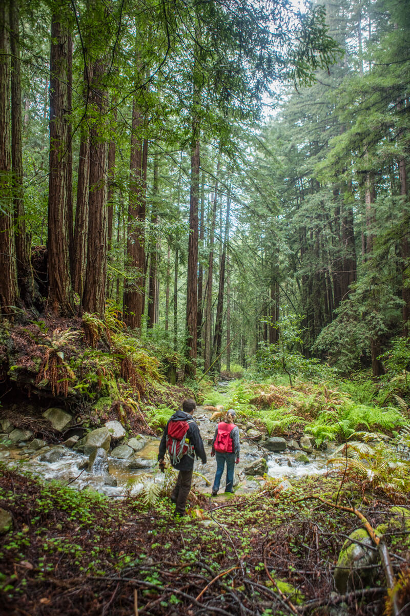 Forester Nadia Hamey stands at the edge of a confluence of creeks as a staff person hikes over below the towering green canopy of lush San Vicente Redwoods pre-CZU Fire, by Ian Bornarth