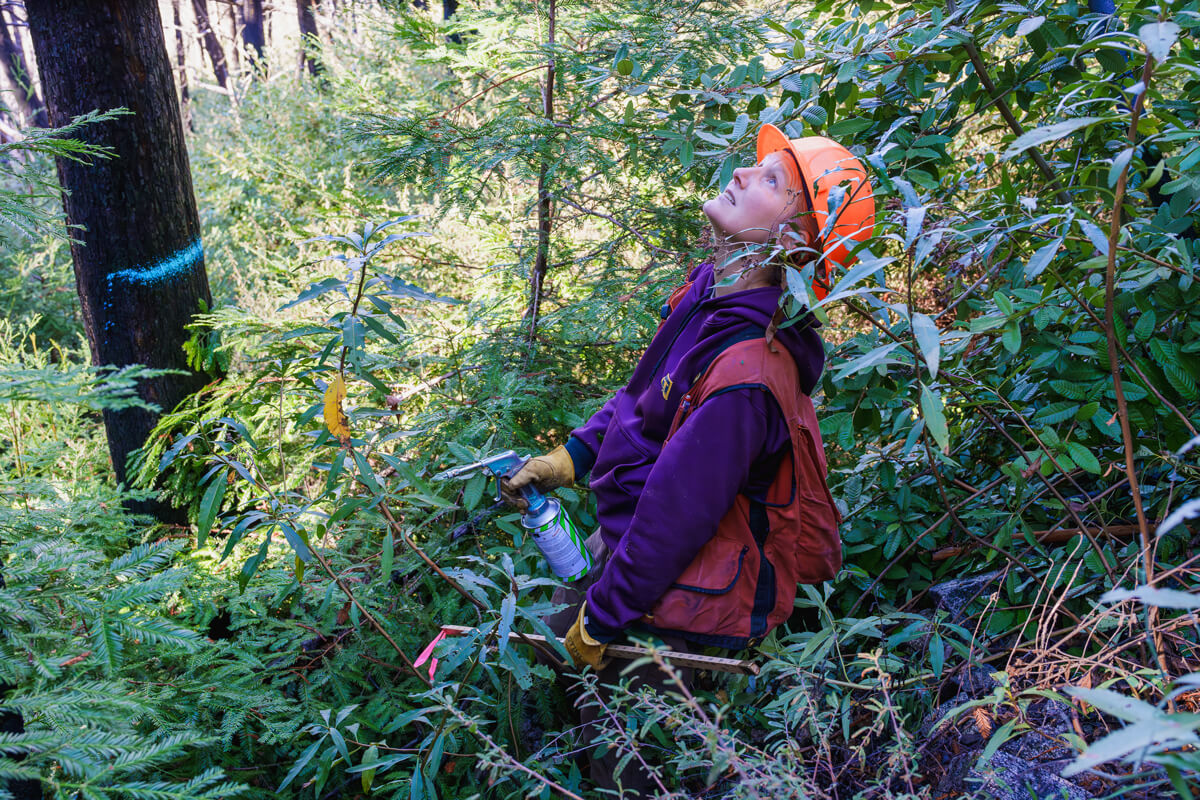 Forester Nadia Hamey looks up at the forest canopy from the dense undergrowth wearing an orange hard hat, red utility vest, and holding a bottle of paint next to a redwood trunk marked with a line of blue paint, by Orenda Randuch