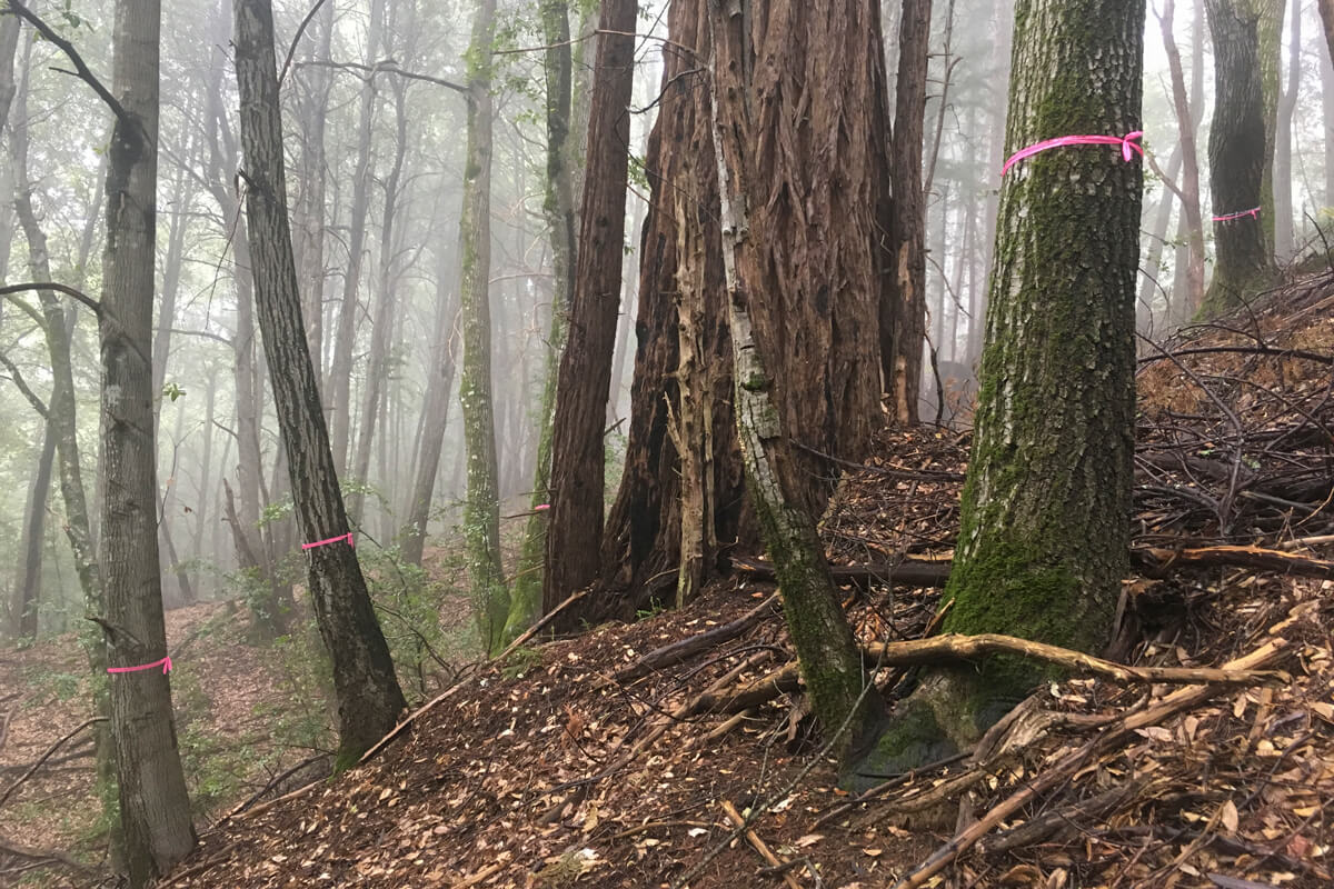 Pink ribbons mark thin trees that will be cut to allow the mature tree in the middle room and resources to grow faster, and reduce fire risks in the dense forest fading into the mist beyond, by Ian Rowbotham