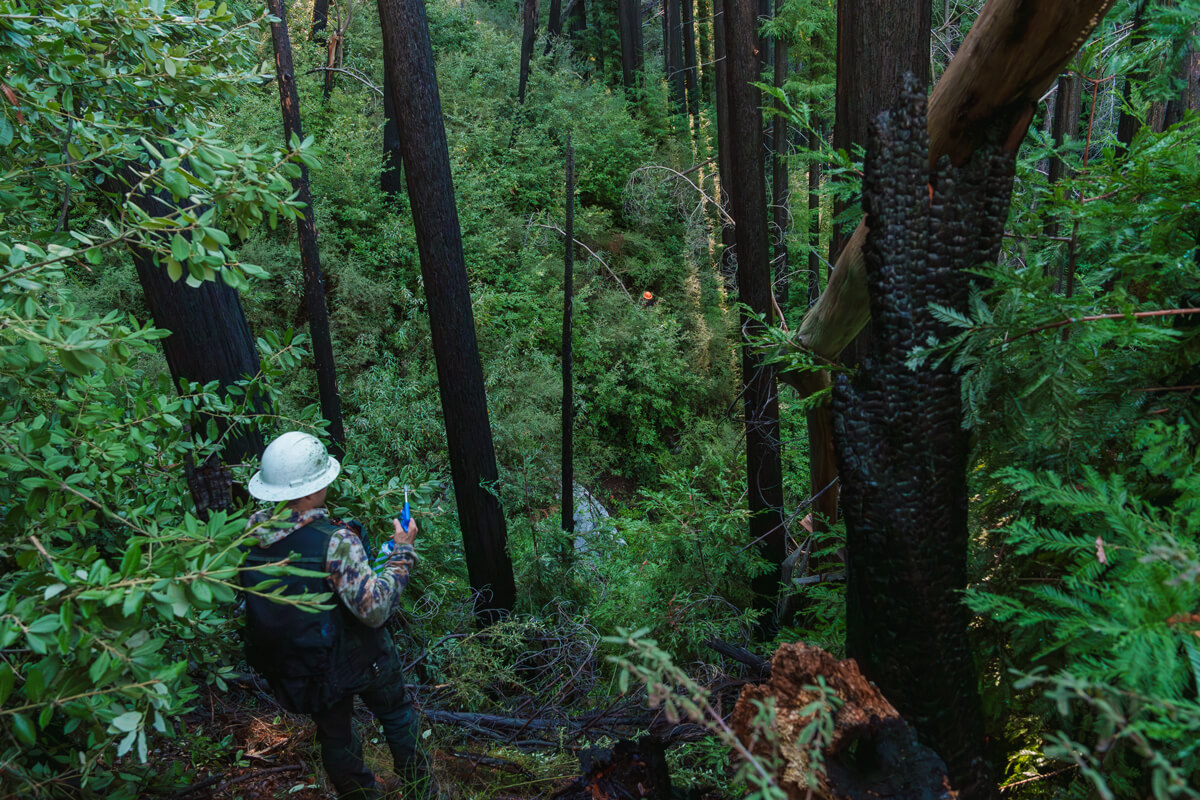 A person wearing a white hard hat and black backpack holds a paint bottle atop a ridge overlooking a steep densely overgrown post-fire redwood forest where an orange helmet is barely visible below in the distance, by Orenda Randuch