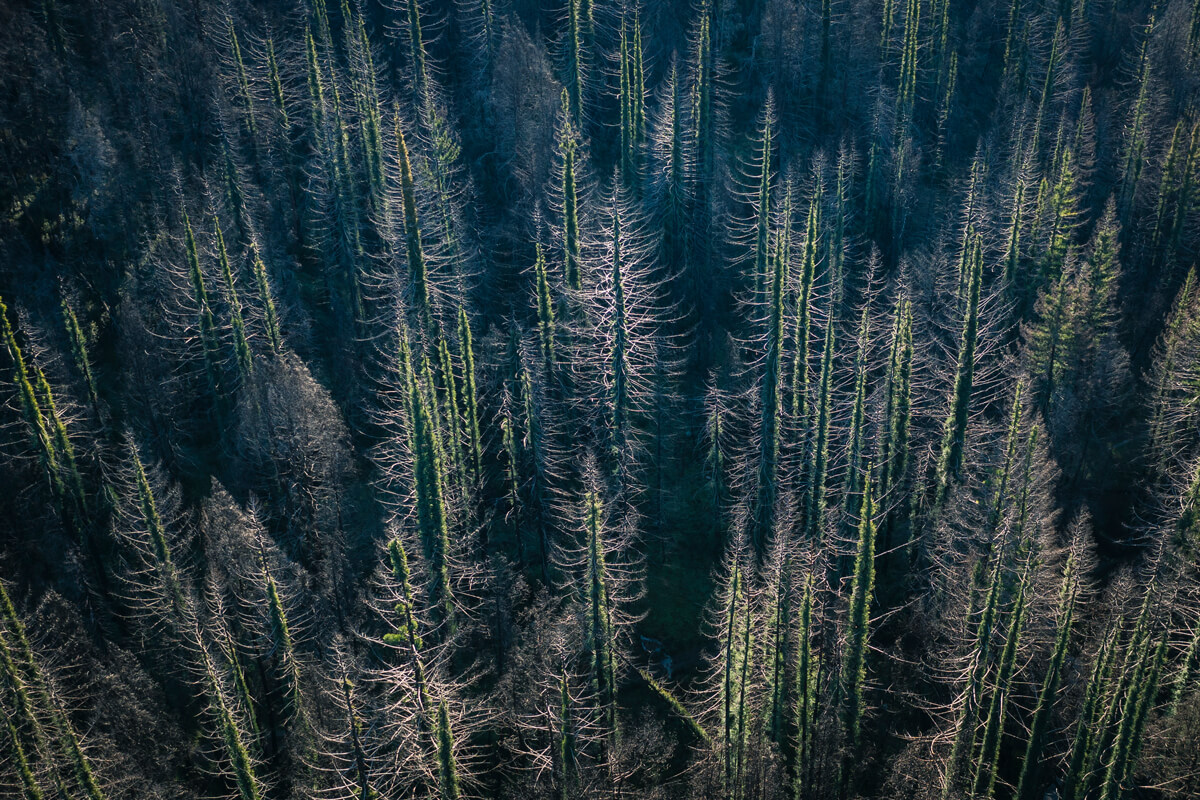 A drone view from above San Vicente Redwoods after the CZU Fire shows recovering redwoods that look like gray and black skeletal trees in fuzzy green sweaters from regrowth on their trunks, by Teddy Miller