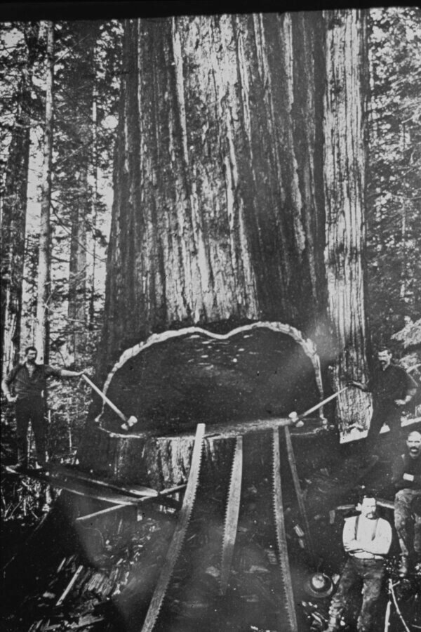 Black-and-white photo of loggers standing beside and in front of a massive tree being cut down with large saws in a forest, highlighting the enormous size of the tree trunk compared to the people.