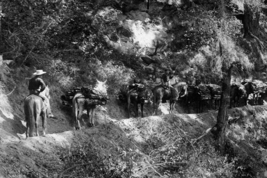 Black-and-white photo of several people on horseback and pack mules traveling along a narrow dirt trail through a wooded, mountainous area, carrying loads of firewood or supplies.