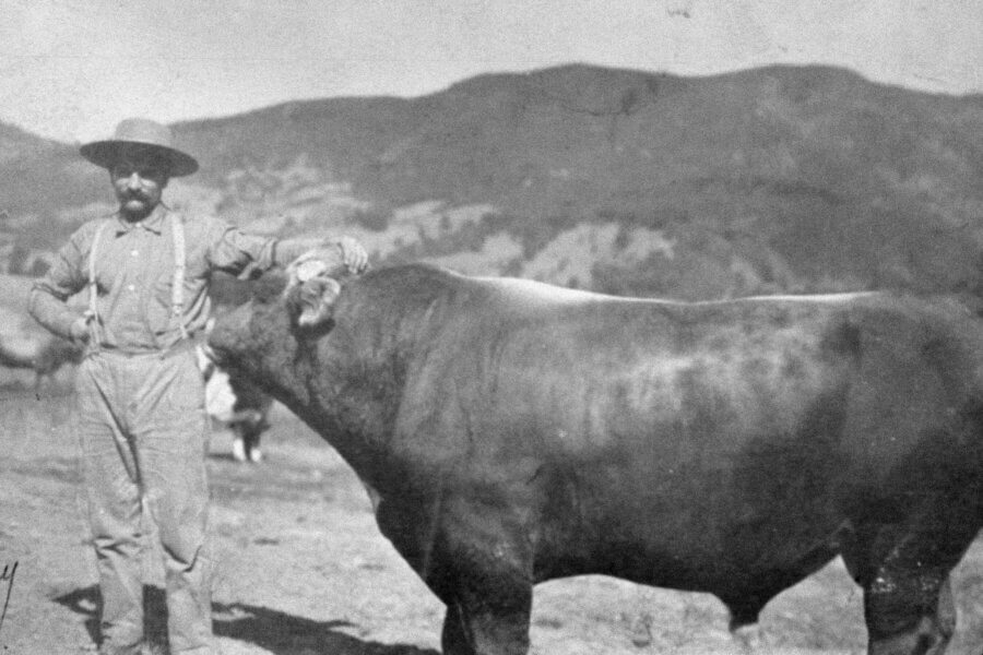 A person in old-fashioned clothing and a hat stands outdoors and rests an arm on a large bull, with mountains visible in the background. The image is in black and white.