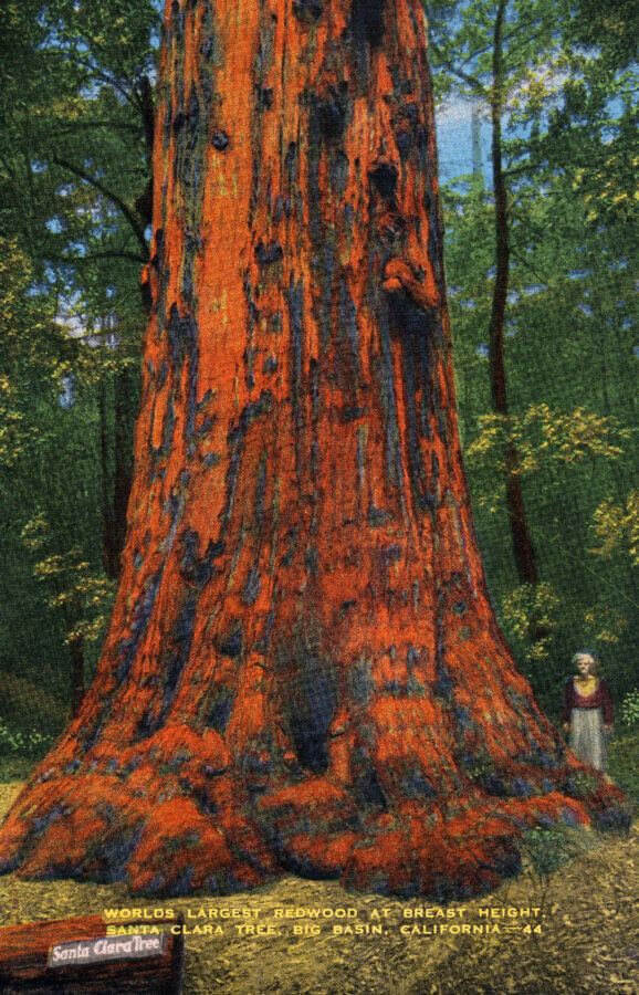 A person stands next to the massive trunk of a towering redwood tree in a forest. The trees bark is reddish and textured, dwarfing the person. Text on the image reads, Worlds largest redwood at breast height, Big Basin, California.