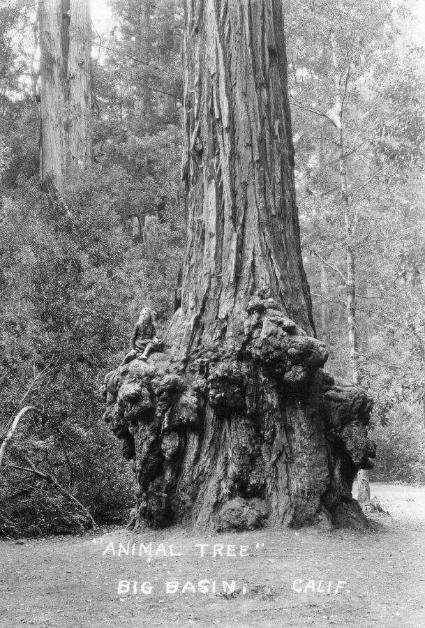 A person sits on a large, gnarled base of a massive tree labeled Animal Tree in Big Basin, California, surrounded by dense forest.