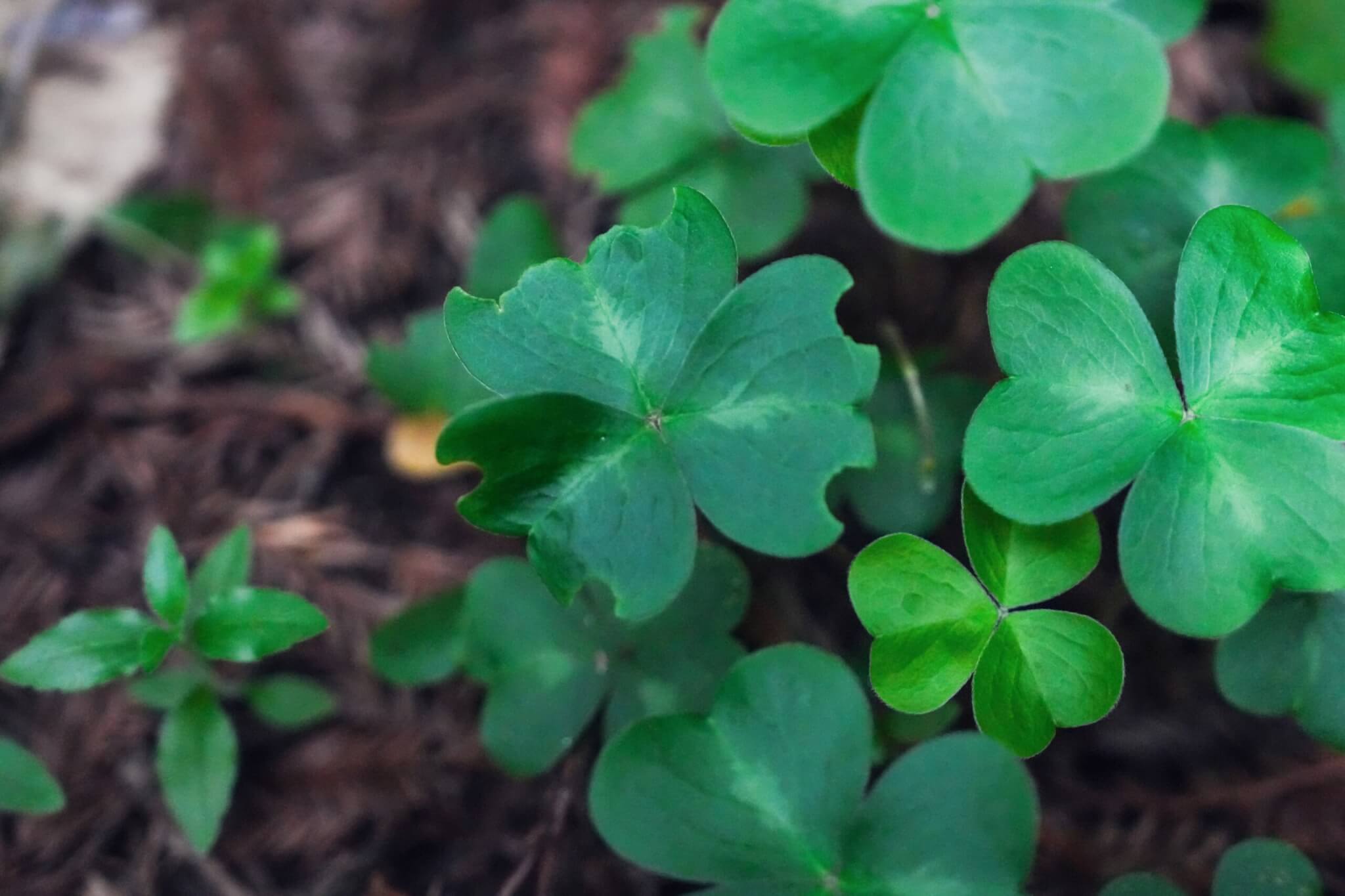Redwood Sorrel