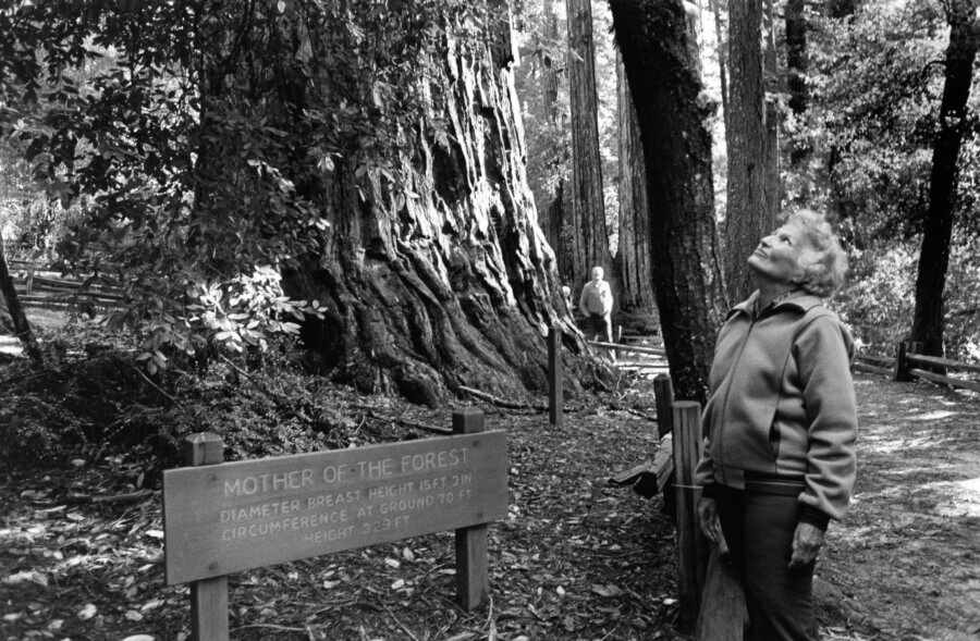 A person stands gazing up at a giant redwood tree in a forest. A sign labeled Mother of the Forest gives the trees dimensions. Another person is seen walking among the trees in the background.