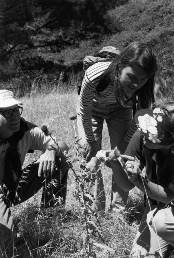 Three people outdoors crouch around a thistle plant, examining it closely. One person points at the plant while the others watch. Sunlight filters through, and dry grass surrounds them.