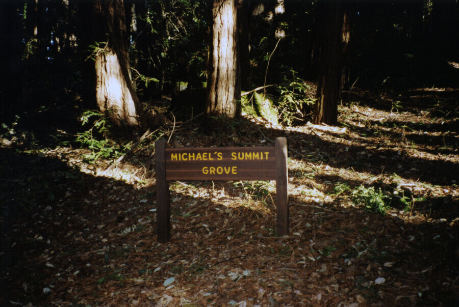 A wooden sign reading MICHAELS SUMMIT GROVE stands on a forest floor covered in fallen leaves, with tall trees and sunlight filtering through the branches in the background.