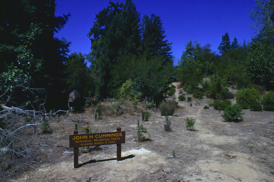 A wooden sign reading “John H. Cummings Memorial Redwood Trees Planted March 7, 1970” stands on dry, sparse ground with small plants, surrounded by larger trees under a clear blue sky.