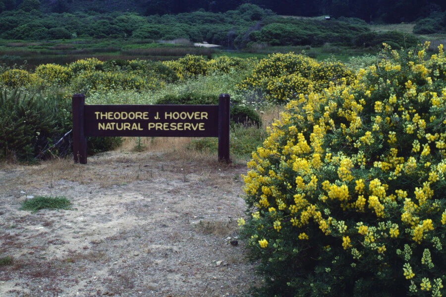A wooden sign reading "Theodore J. Hoover Natural Preserve" stands in a grassy area with yellow-flowered bushes and green shrubs in the background.