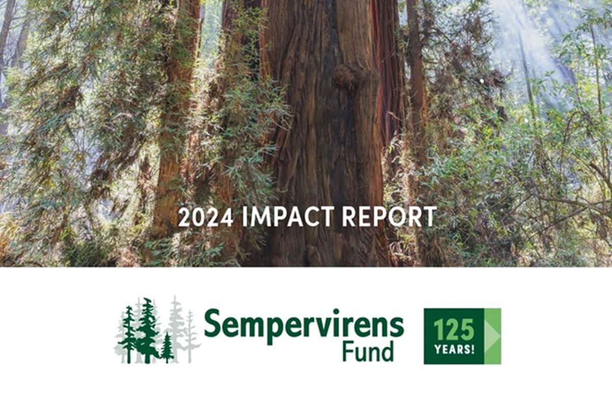 Sempervirens Impact2024h