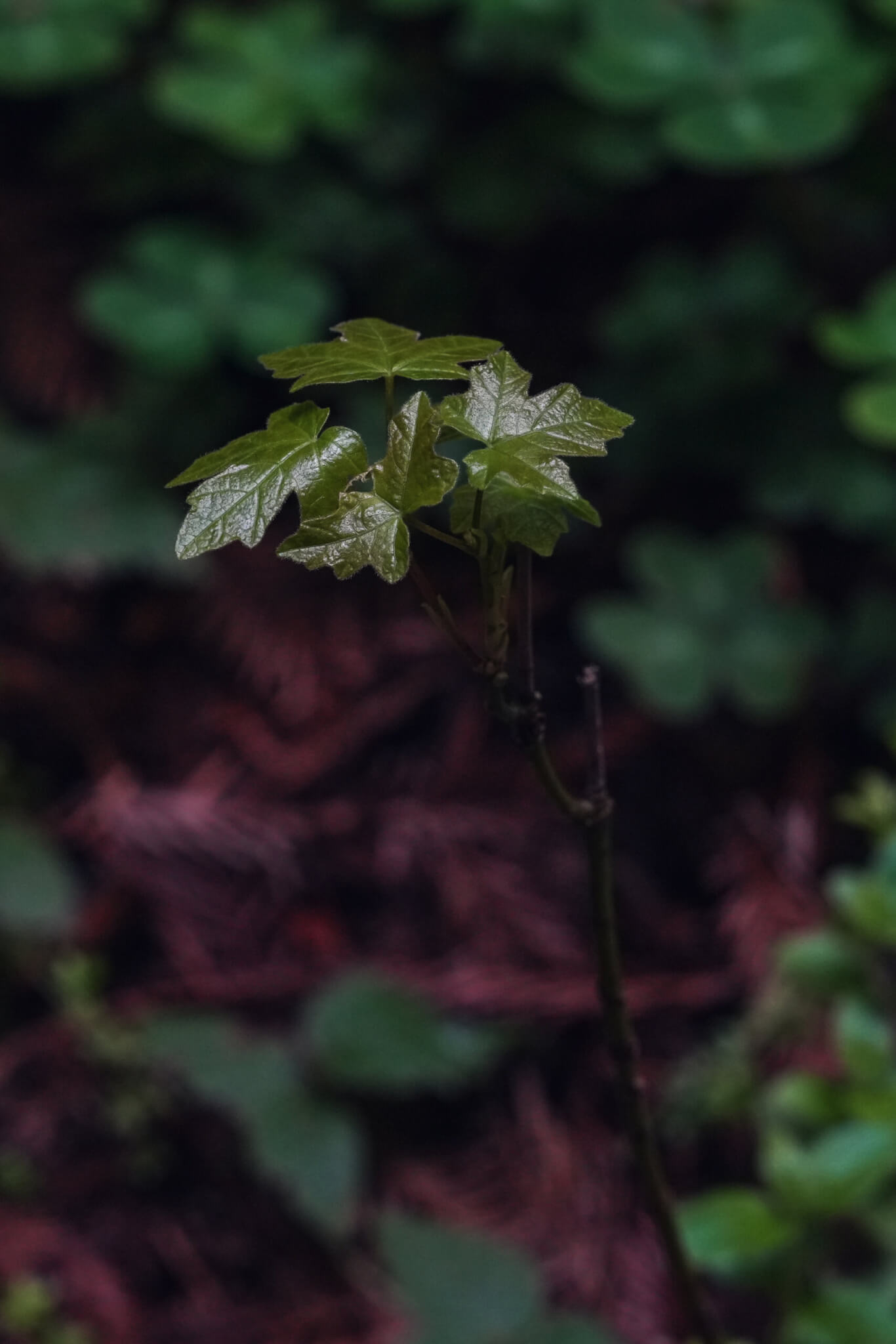 Bigleaf Maple sapling, one of only two native maples in the area.