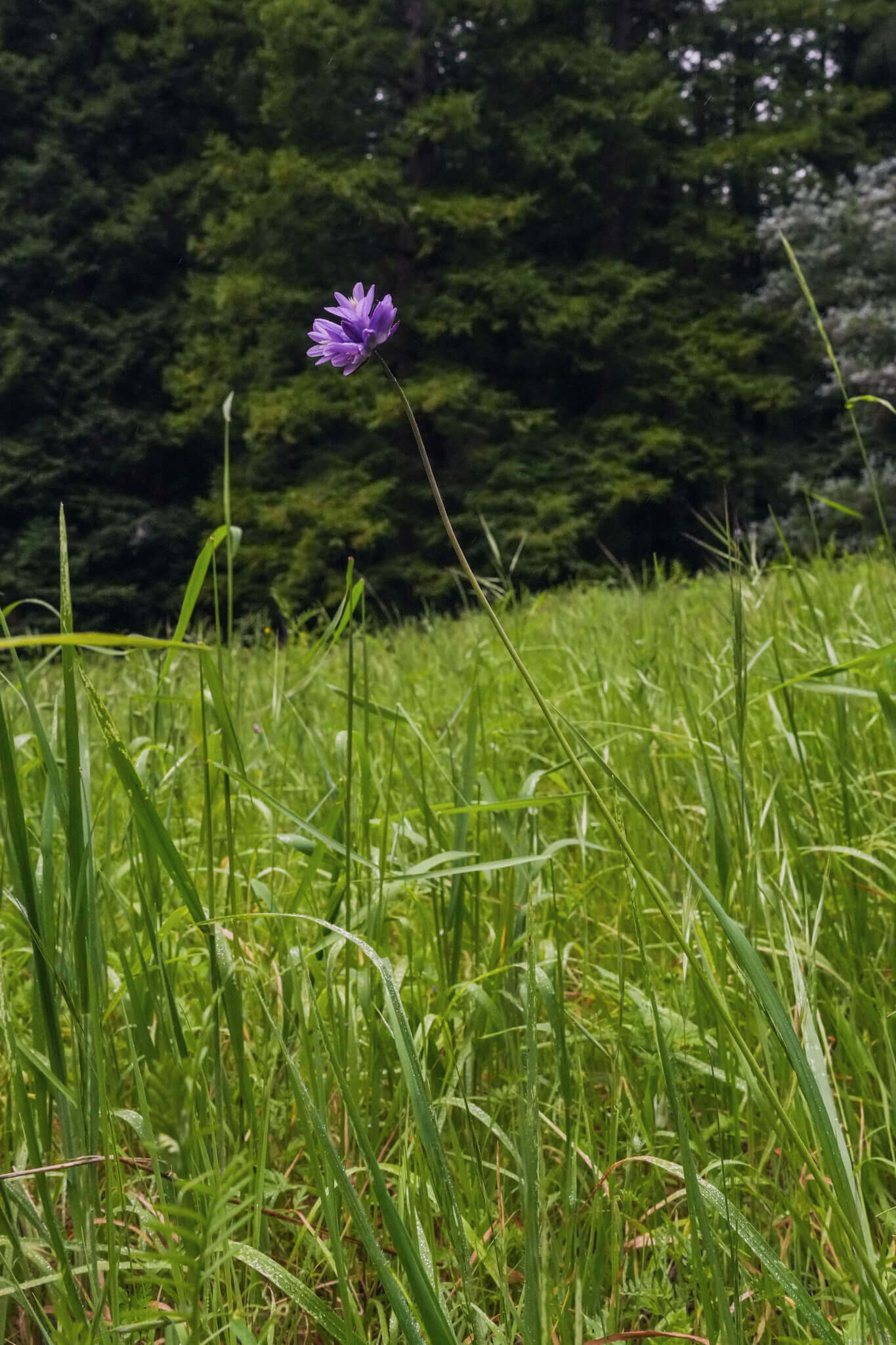 Brodiaea or Blue Dicks