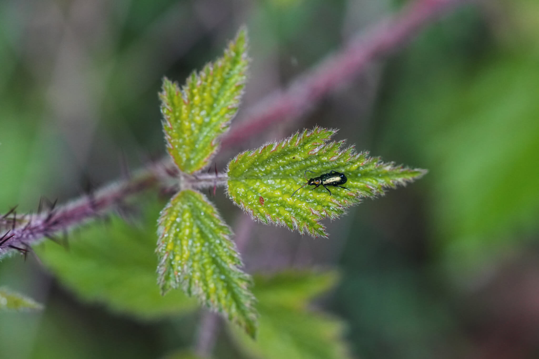 California Blackberry leaf with a Flower Lebia Beetle (Lebia viridis).