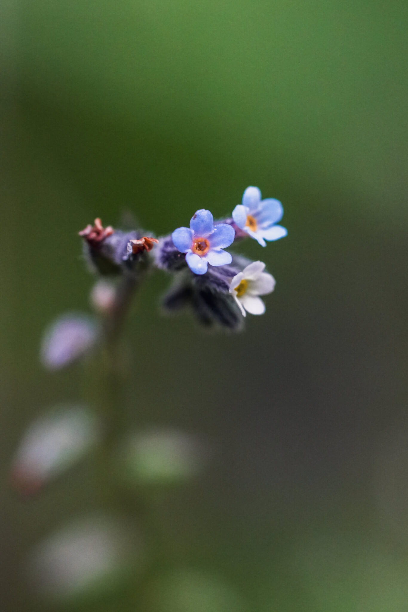 Changing Forget-Me-Not