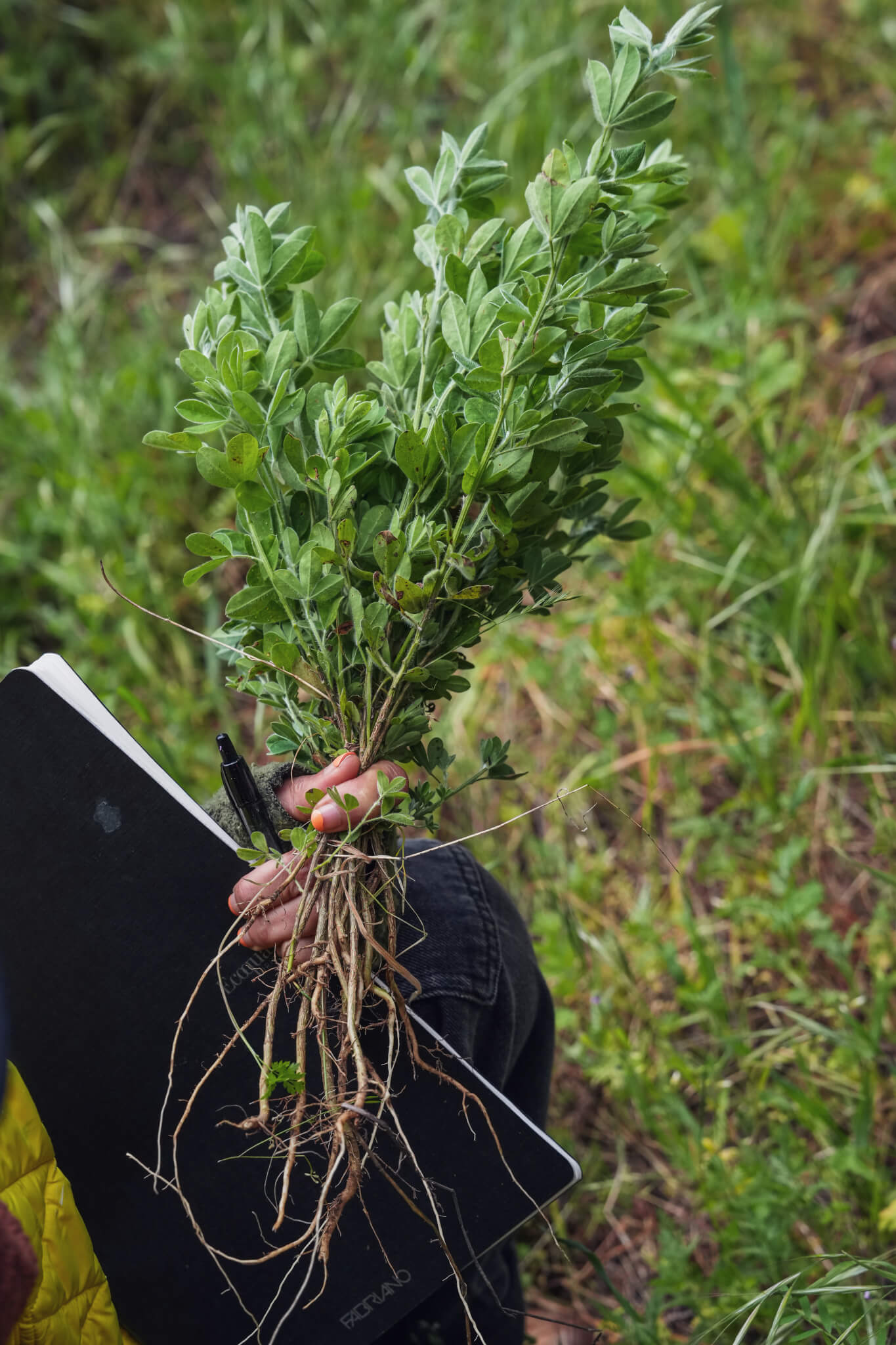 Recently pulled invasive French Broom. One of the most invasive plants.