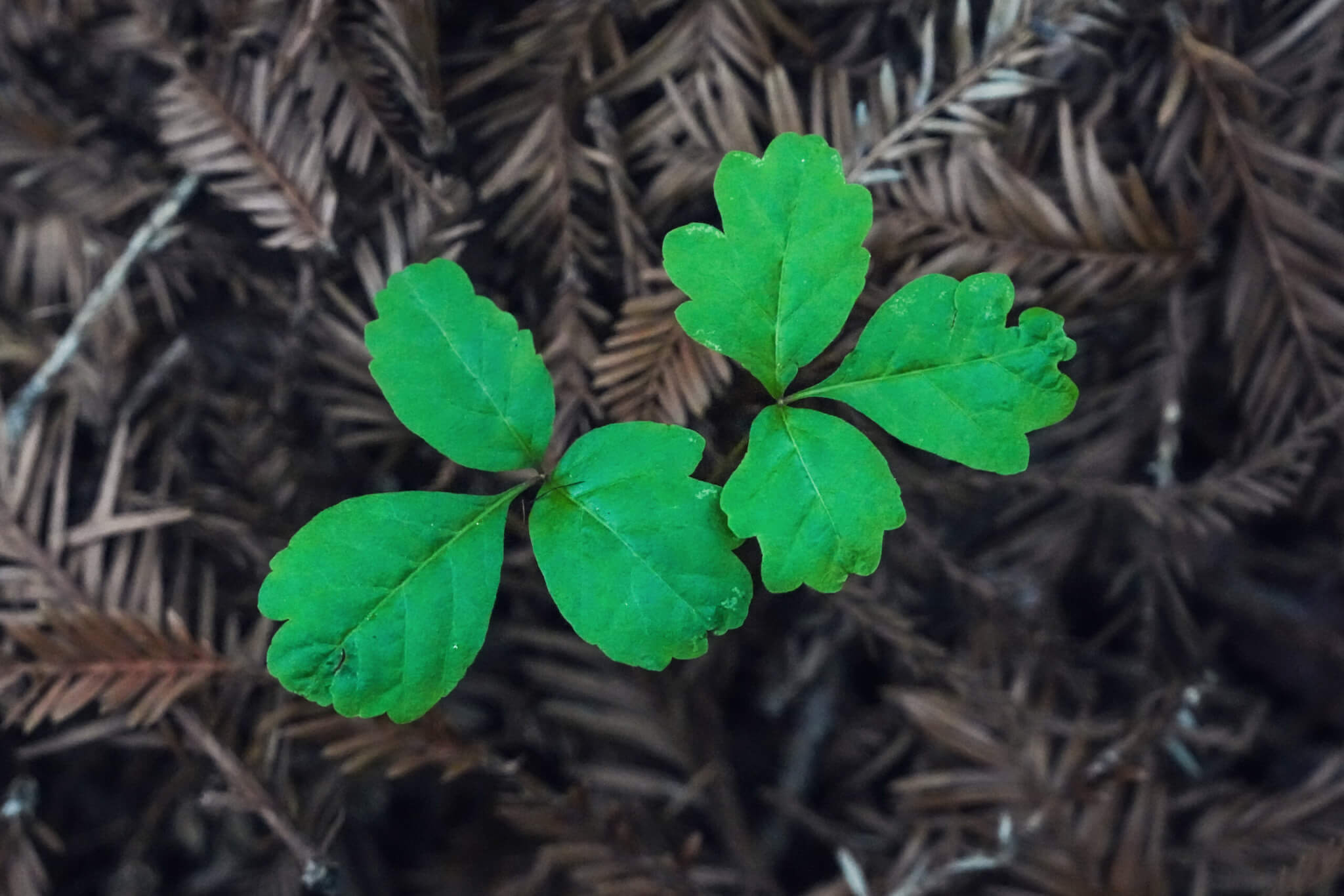 Pacific Poison Oak