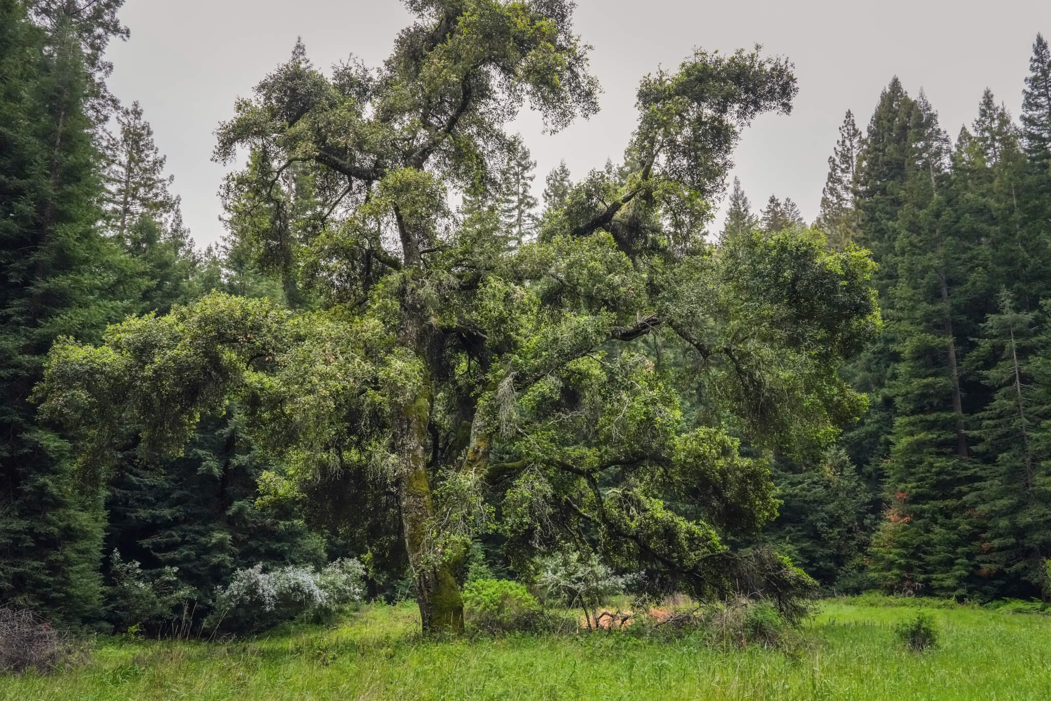 Shreve Oak