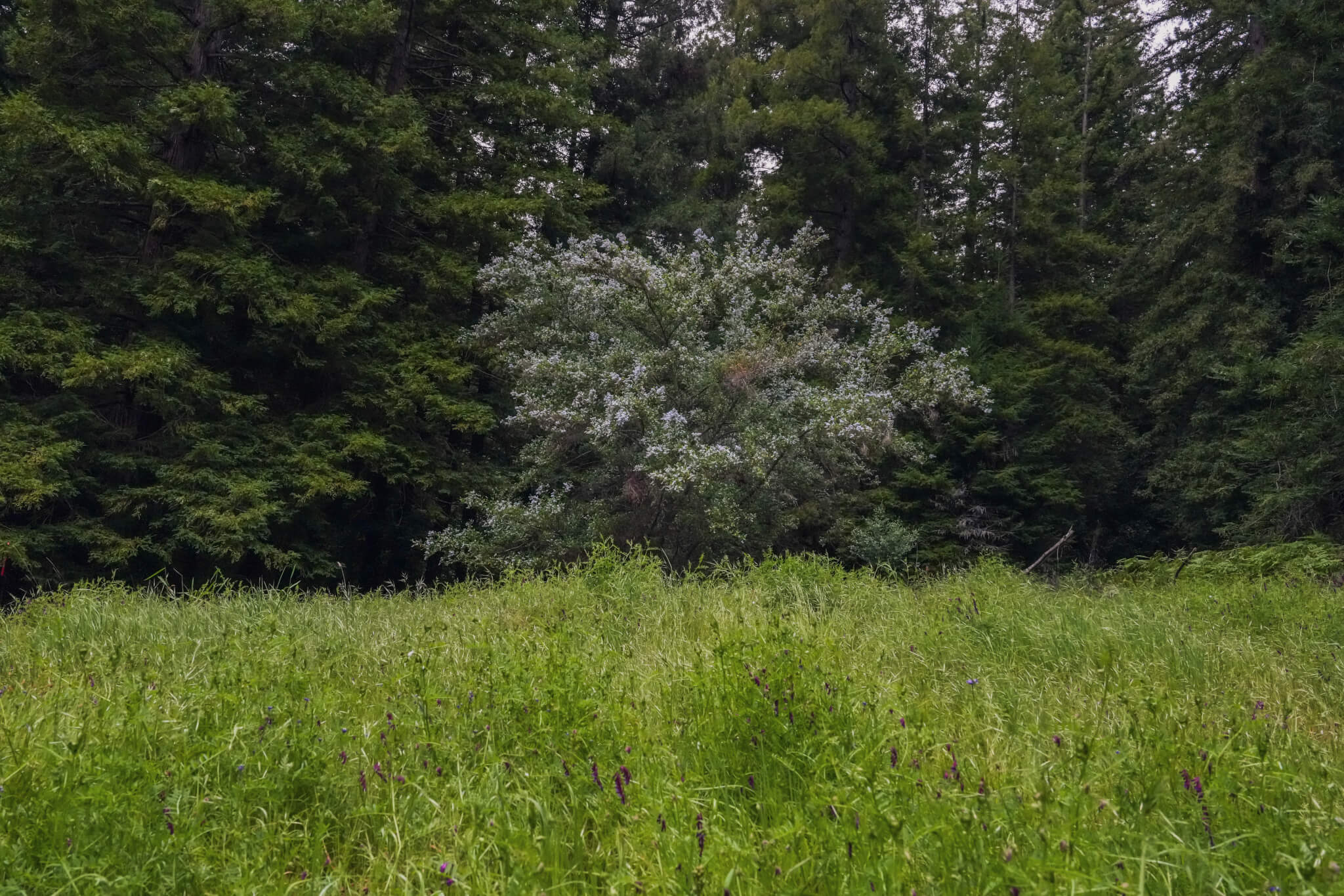 Vetch flowering in the meadow. The flowering shrub at rear is Blueblossom.