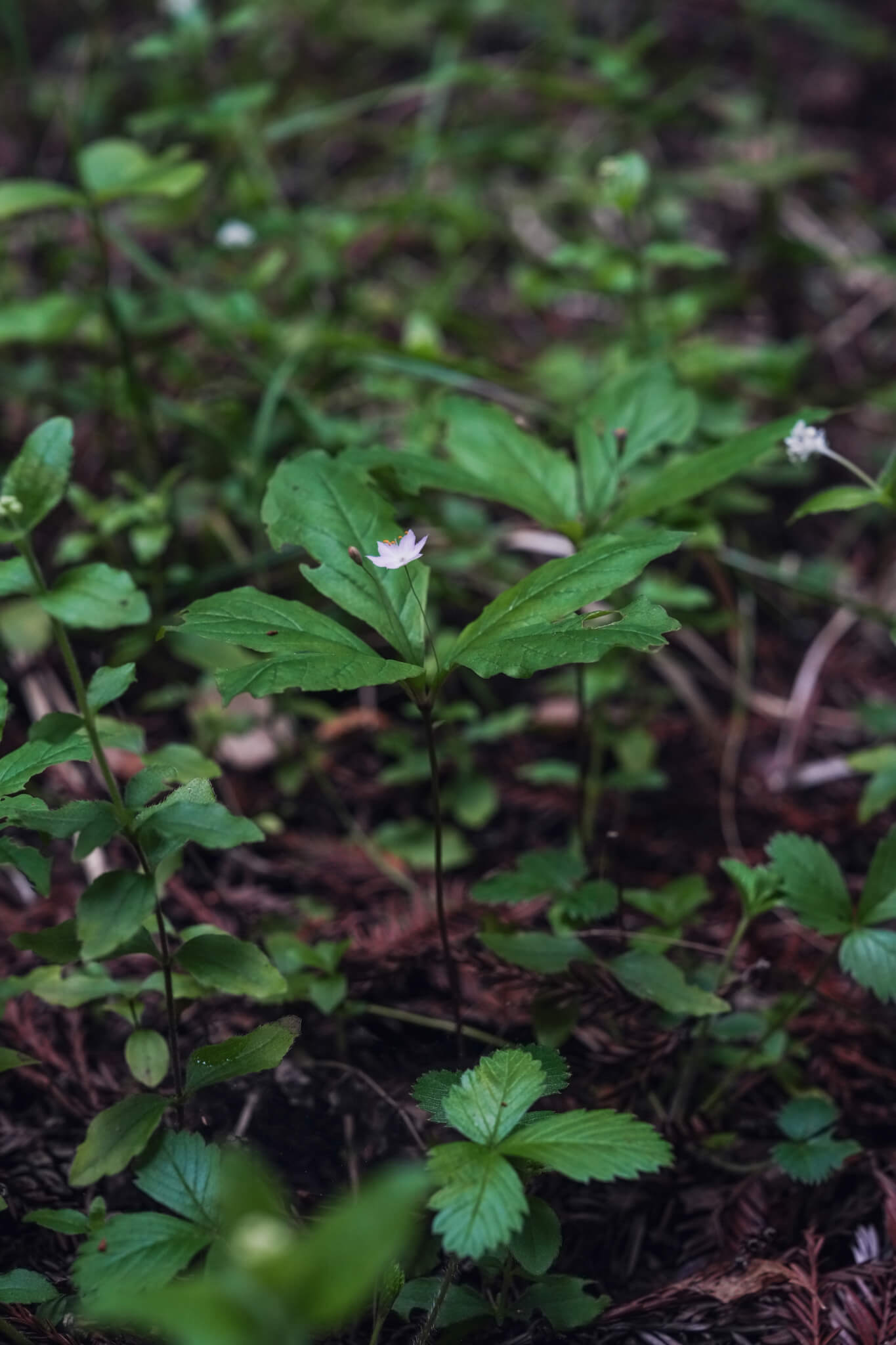 Western Starflower
