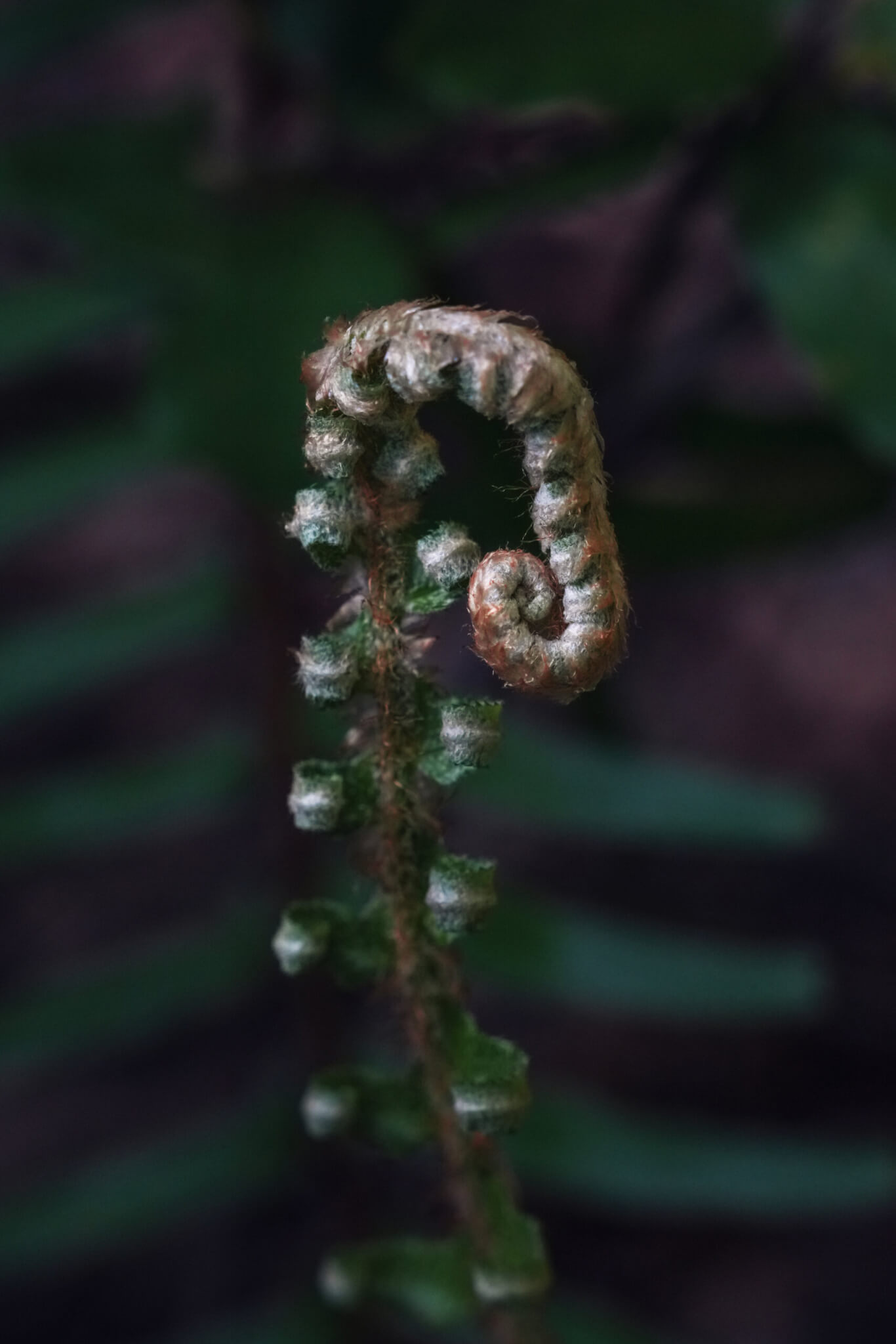 Western Sword Fern