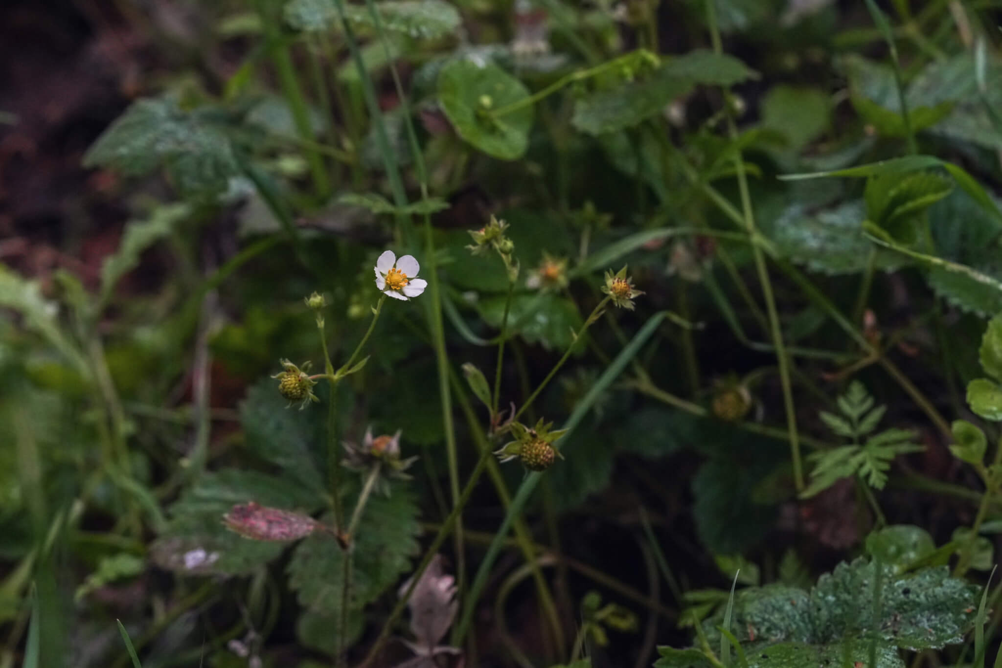 Woodland Strawberry