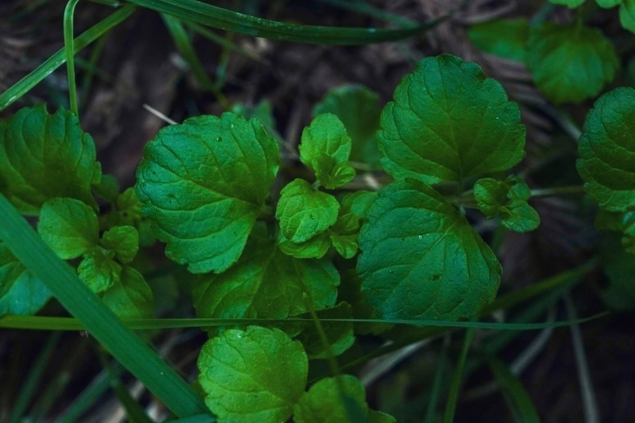 Yerba Buena, a member of the mint family that smells amazing!