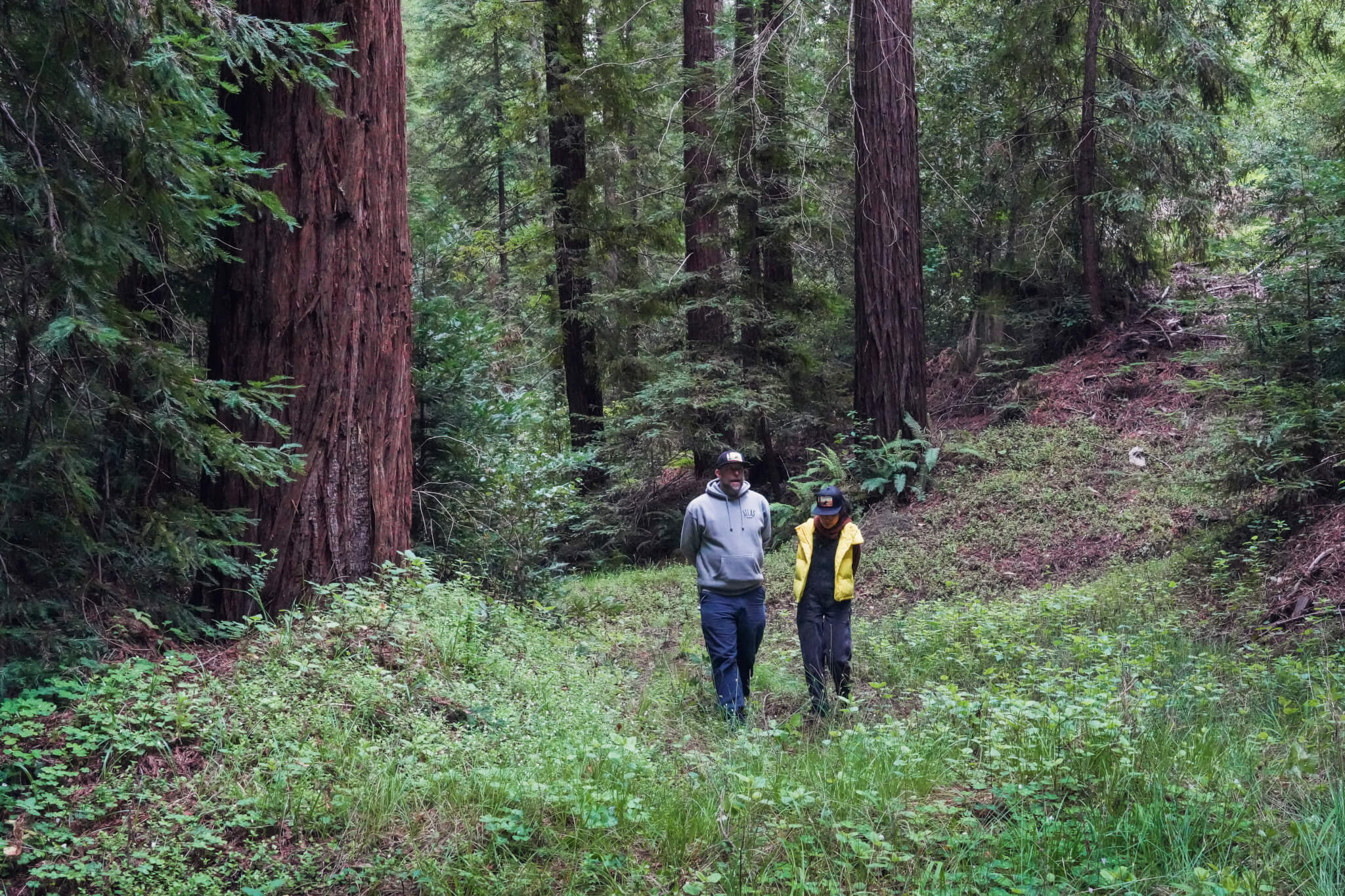 Matt And Jane Chat. Sempervirens Fund Forest Fellow, artist Jane Kim, strolls under the redwoods with Sempervirens Fund's Chief Marketing Officer Matt Shaffer.