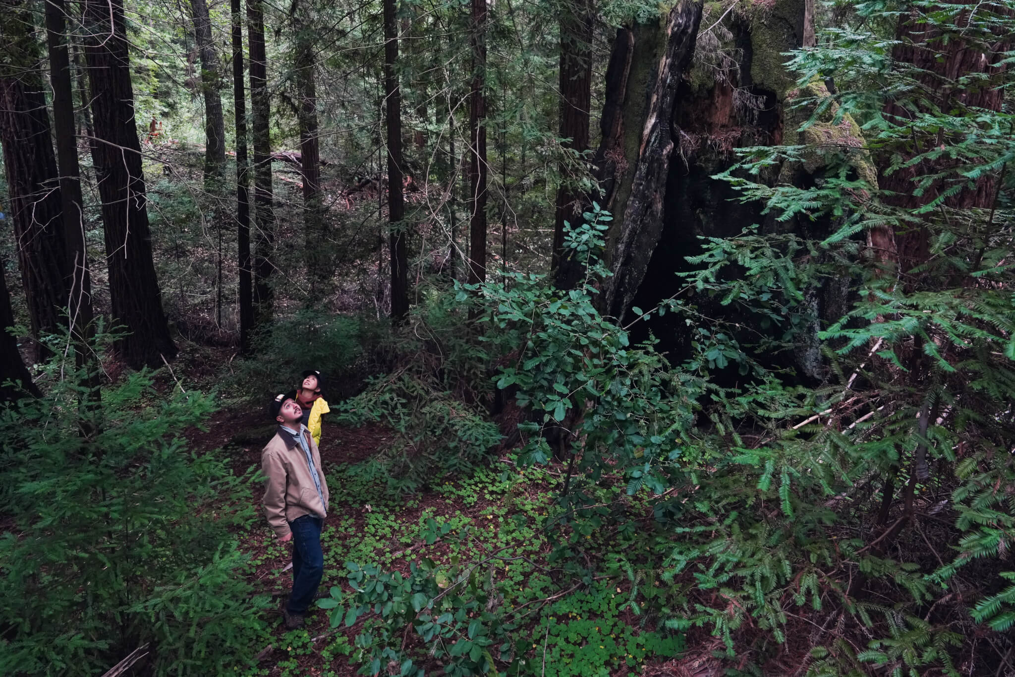 Chris Lopez and Forest Fellow Jane Kim look up into the canopy.