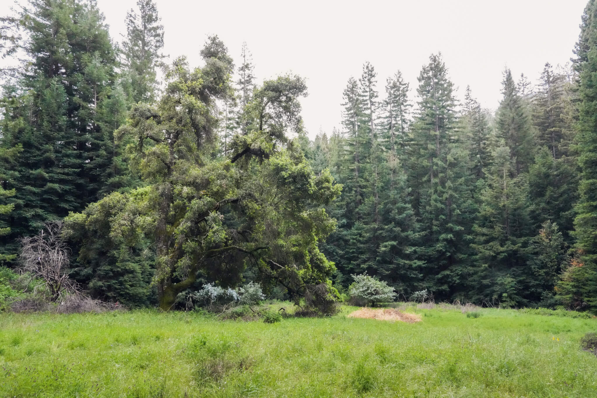 Meadow View