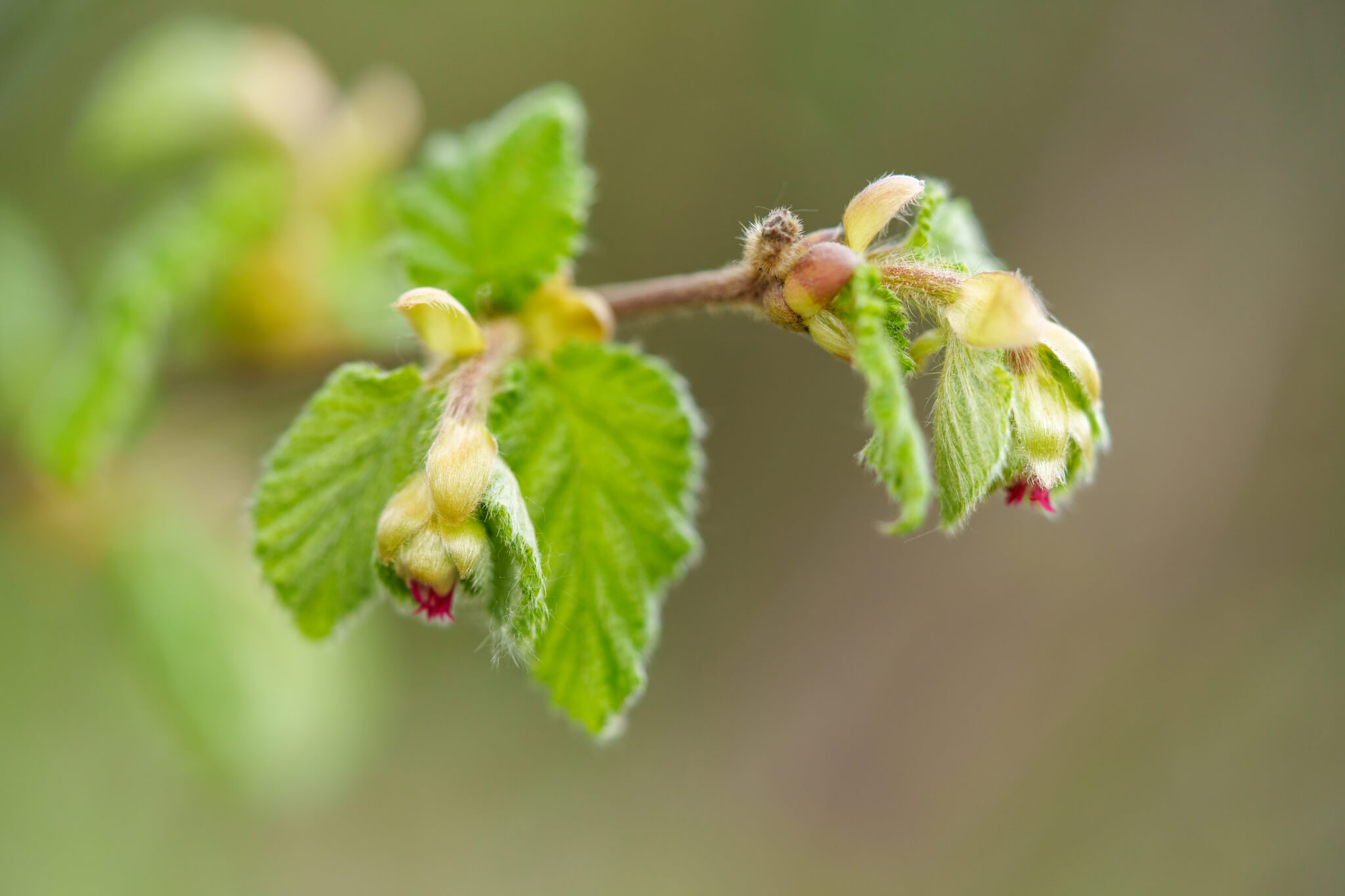 California Beaked Hazelnut blossoms