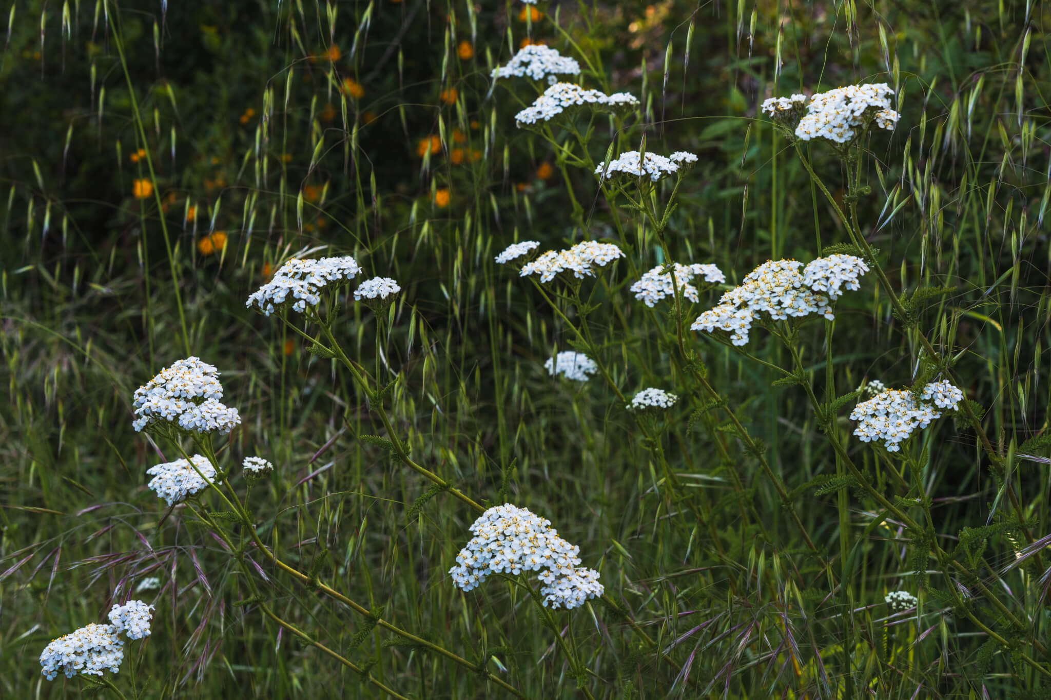 Common Yarrow