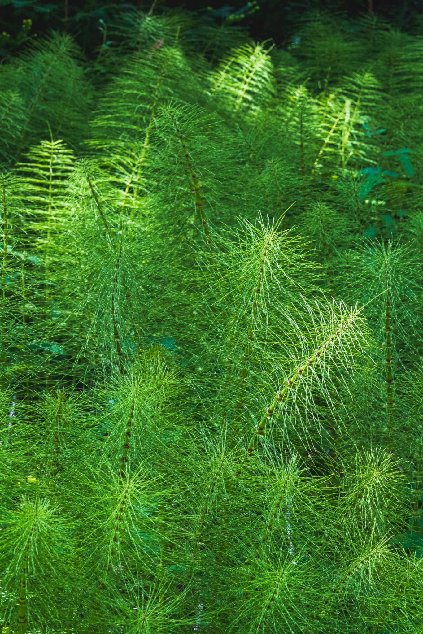 Giant Horsetail