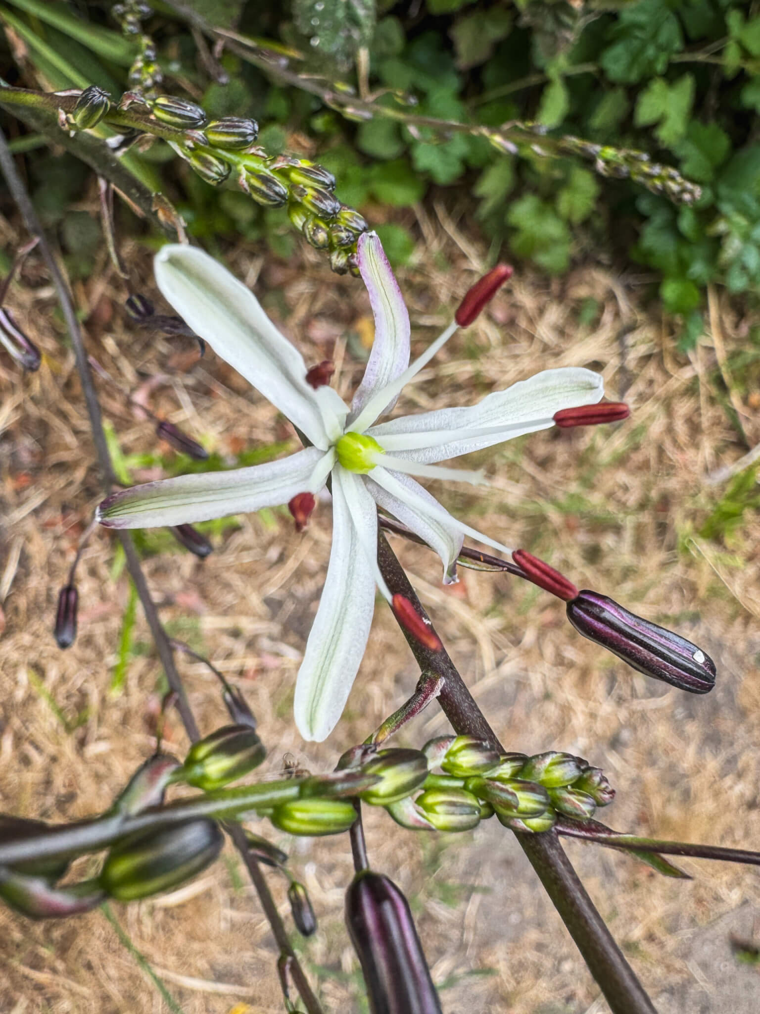 Wavy Leafed Soap plant flower