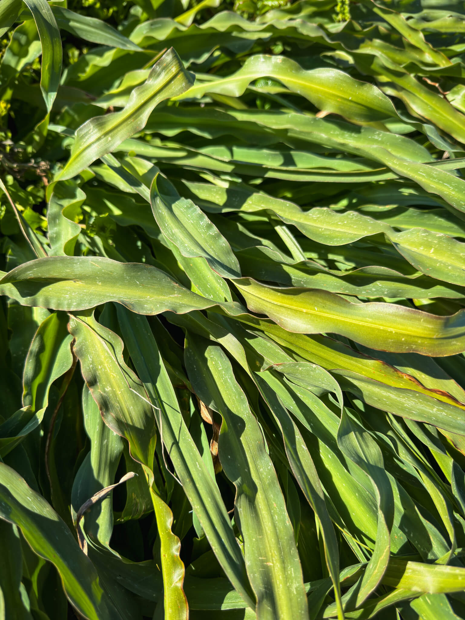 Wavy leafed soap plant leaves