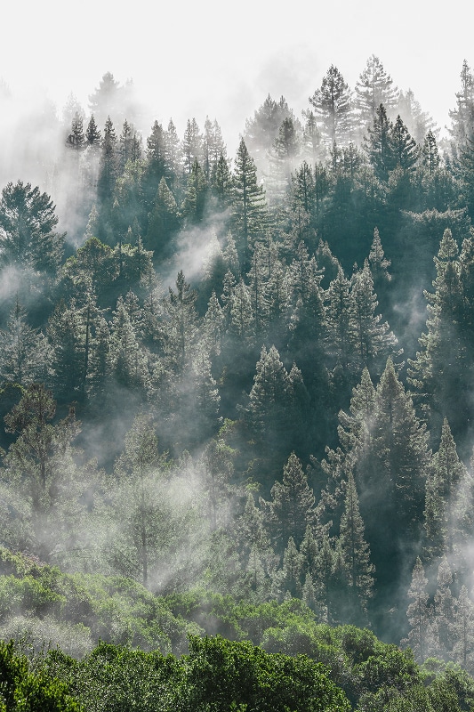 Forest Fog OrendaRanduch S