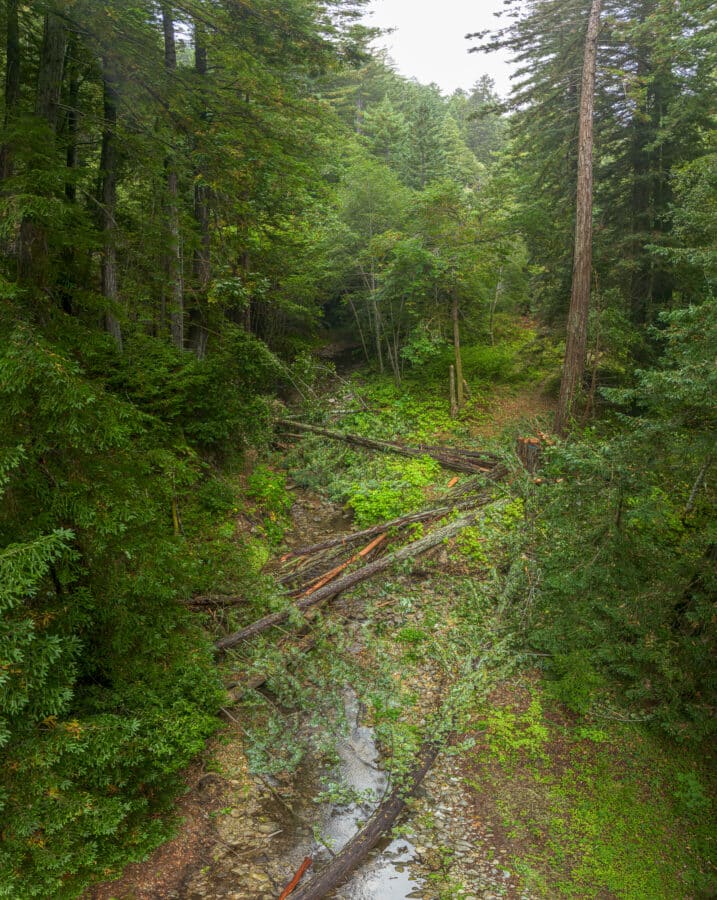 Felled redwoods crisscross Mill Creek, surrounded by lush forest floodplain.