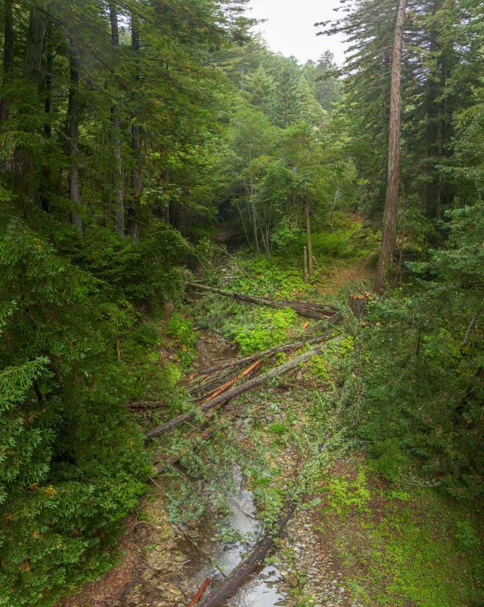 Felled redwoods crisscross Mill Creek, surrounded by lush forest floodplain.