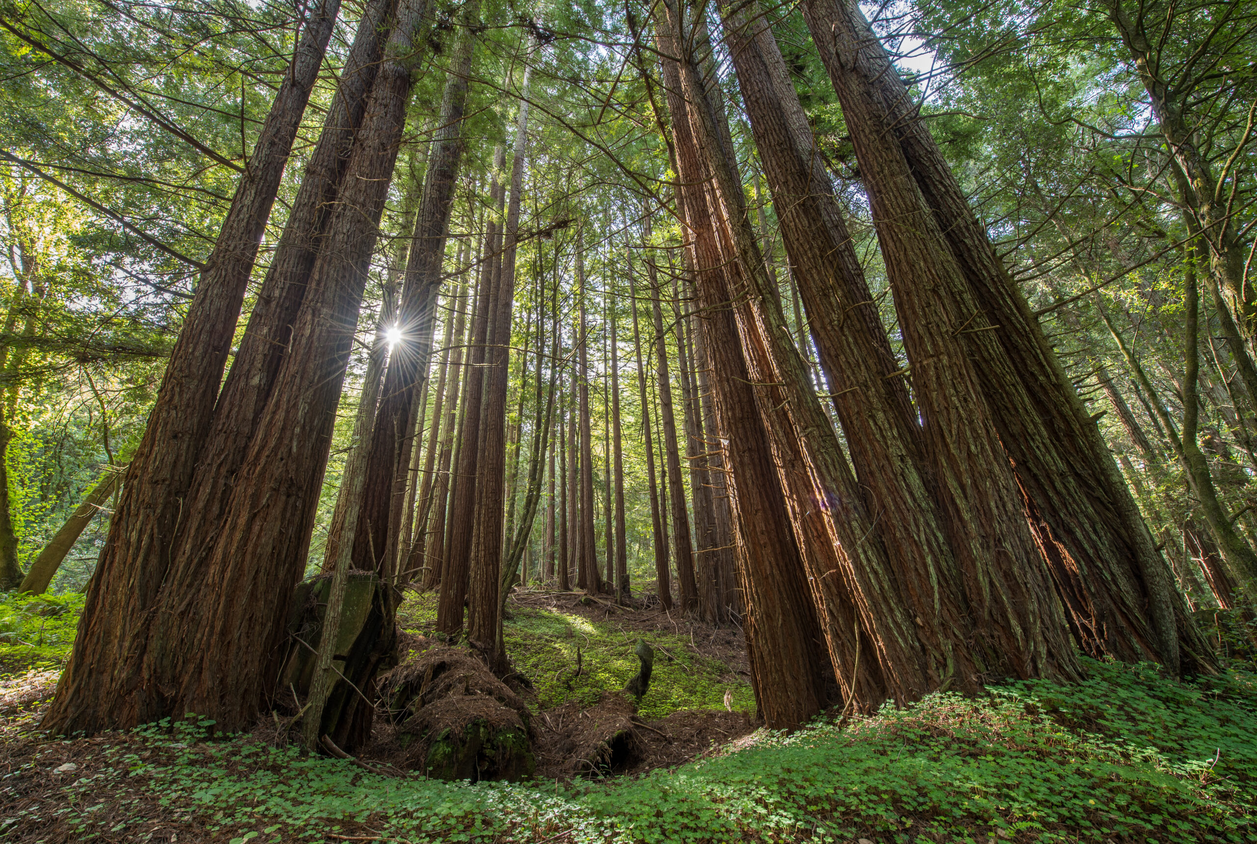 San Vicente Redwoods Teddy Miller 2017