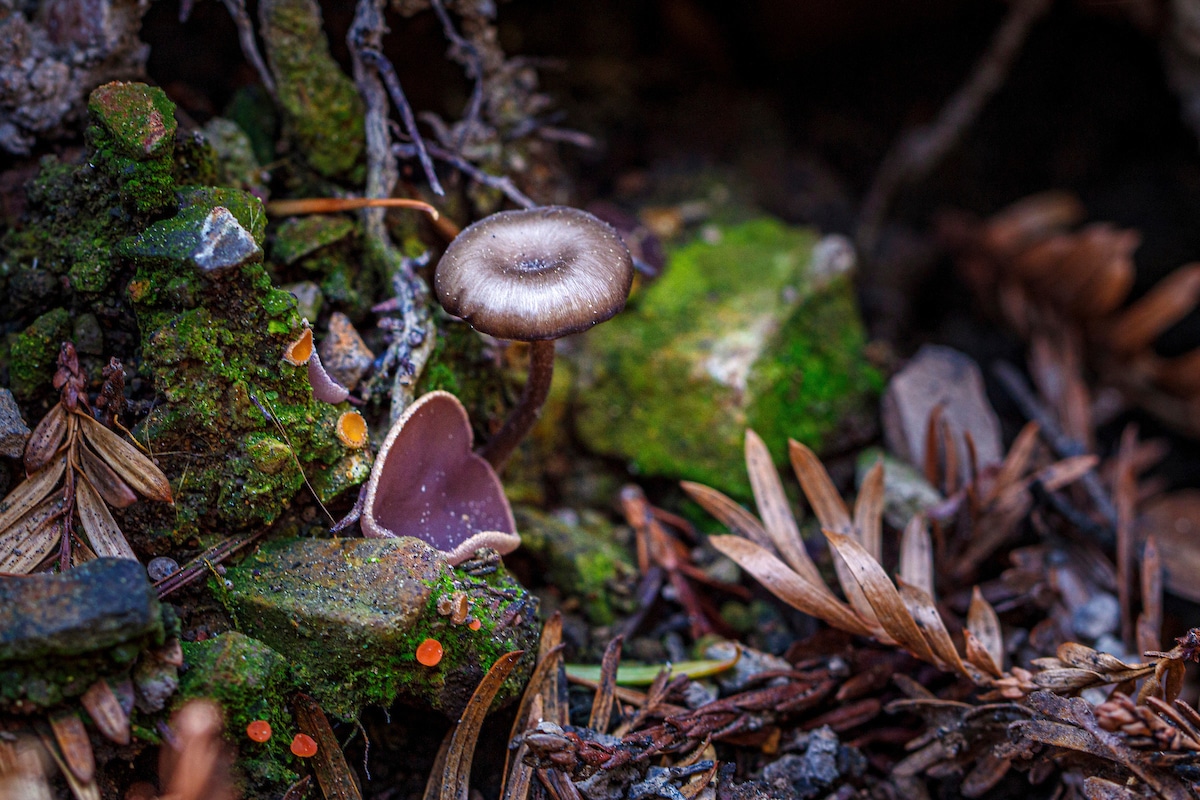 Photos by Ian Bornarth are subject to the following copyright restrictions:
Credit: Ian Bornarth
Media: Contact Matt Shaffer, mshaffer@sempervirens.org, 415-609-2750 for rights.
Organizations with permission to use with attribution: 
+ California State Parks 
+ Friends of Santa Cruz State Parks 
+ Mountain Parks Foundation 
+ Save the Redwoods League
 + Sempervirens Fund
For additional rights, contact Ian Bornarth: https://www.ianbornarth.com/