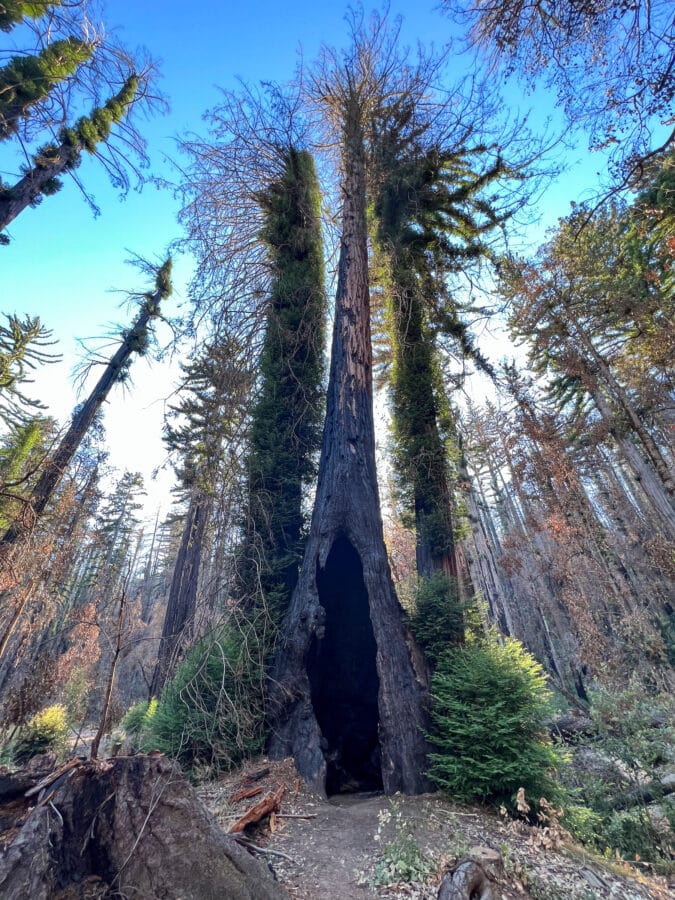 A redwood tree on the Dool Trail in Big Basin Redwoods State Park, with a prominent hollow at its base.