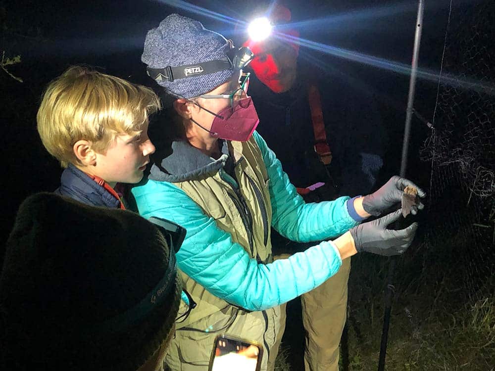 Dr Frick Dr. Winifred Frick extracting a Yuma myotis (Myotis yumanensis) from a mist-net in the redwoods of the Big Creek UC Natural Reserve with her son Darwin Frick Heady in 2022.