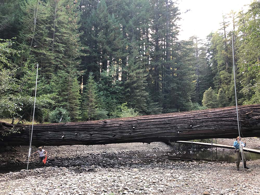  Researchers setting up a mist-net in Humboldt Redwoods State Park as part of a long-term study on the migratory behavior of bats led by Ted Weller of the US Forest Service.