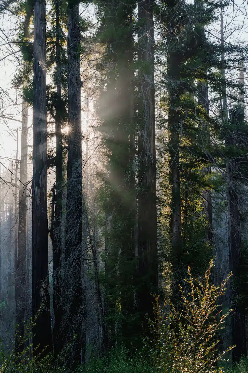 Light peaks through recovering redwoods in the heart of Big Basin Redwoods State Park. Photo by: Orenda Randuch.