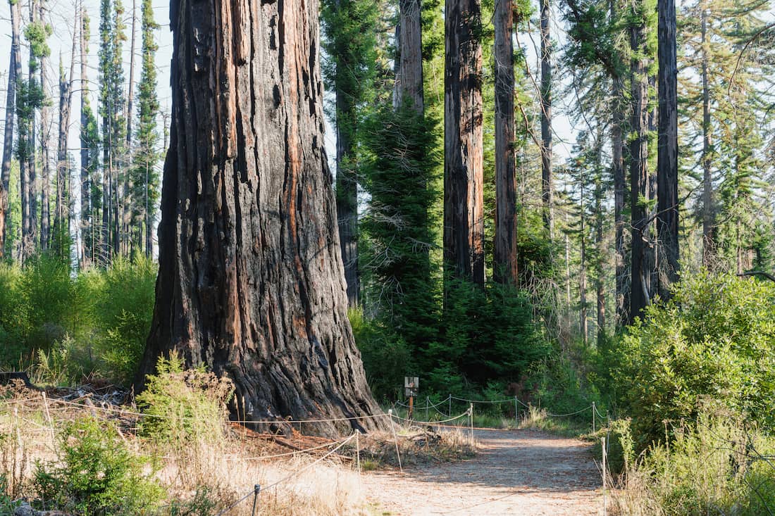 A photo of redwoods at Big Basin Redwoods State Park