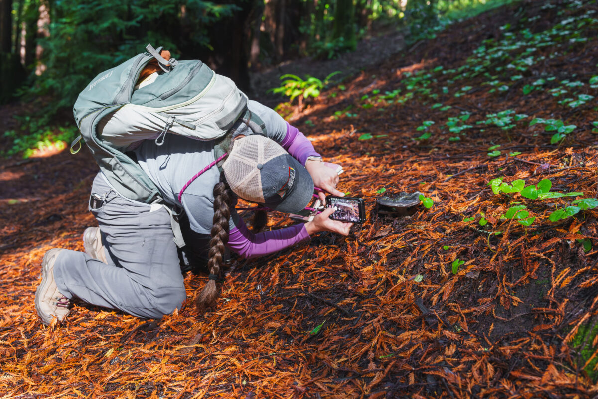 Taking a photo using the iNaturalist app in the redwood forest