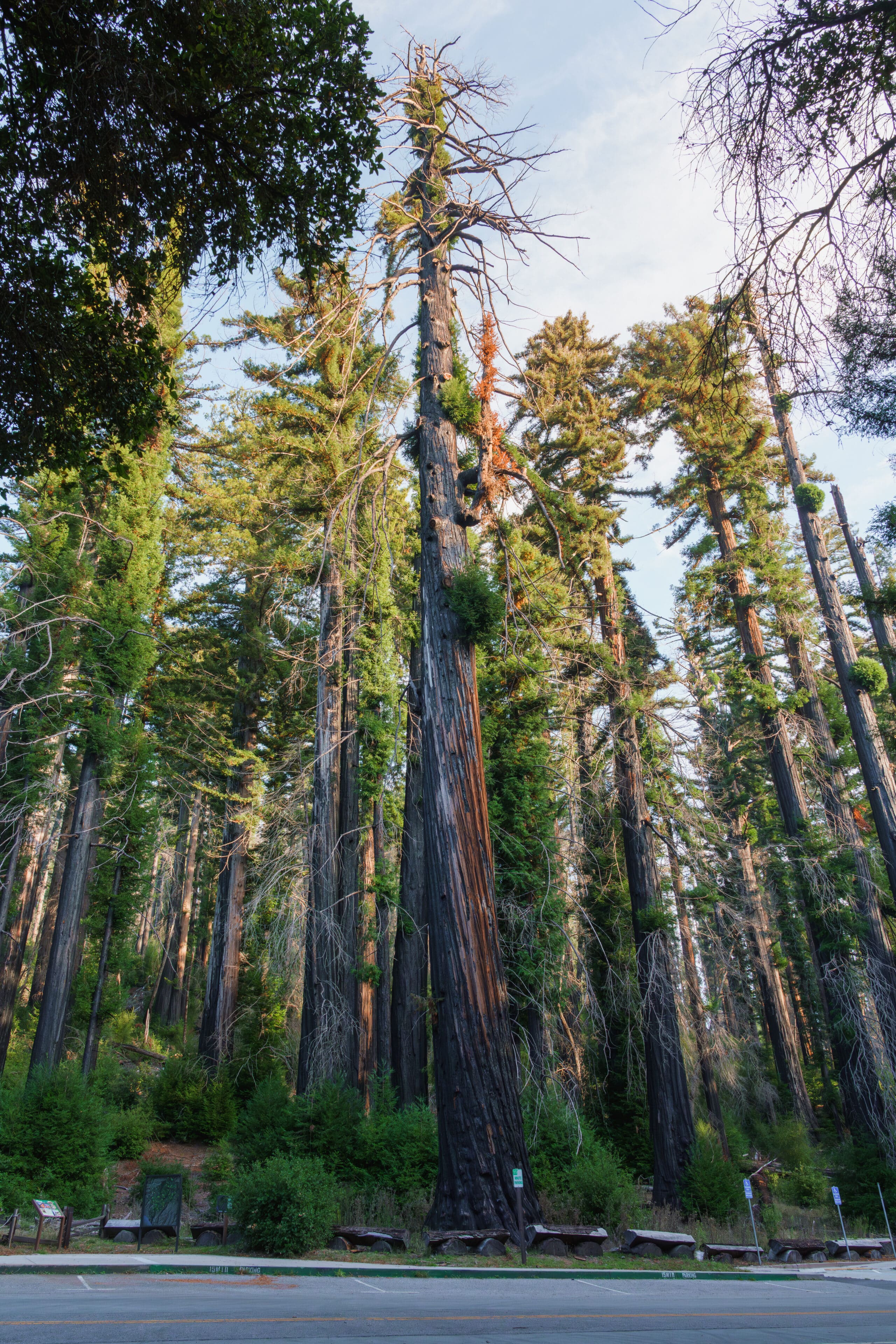 Big Basin