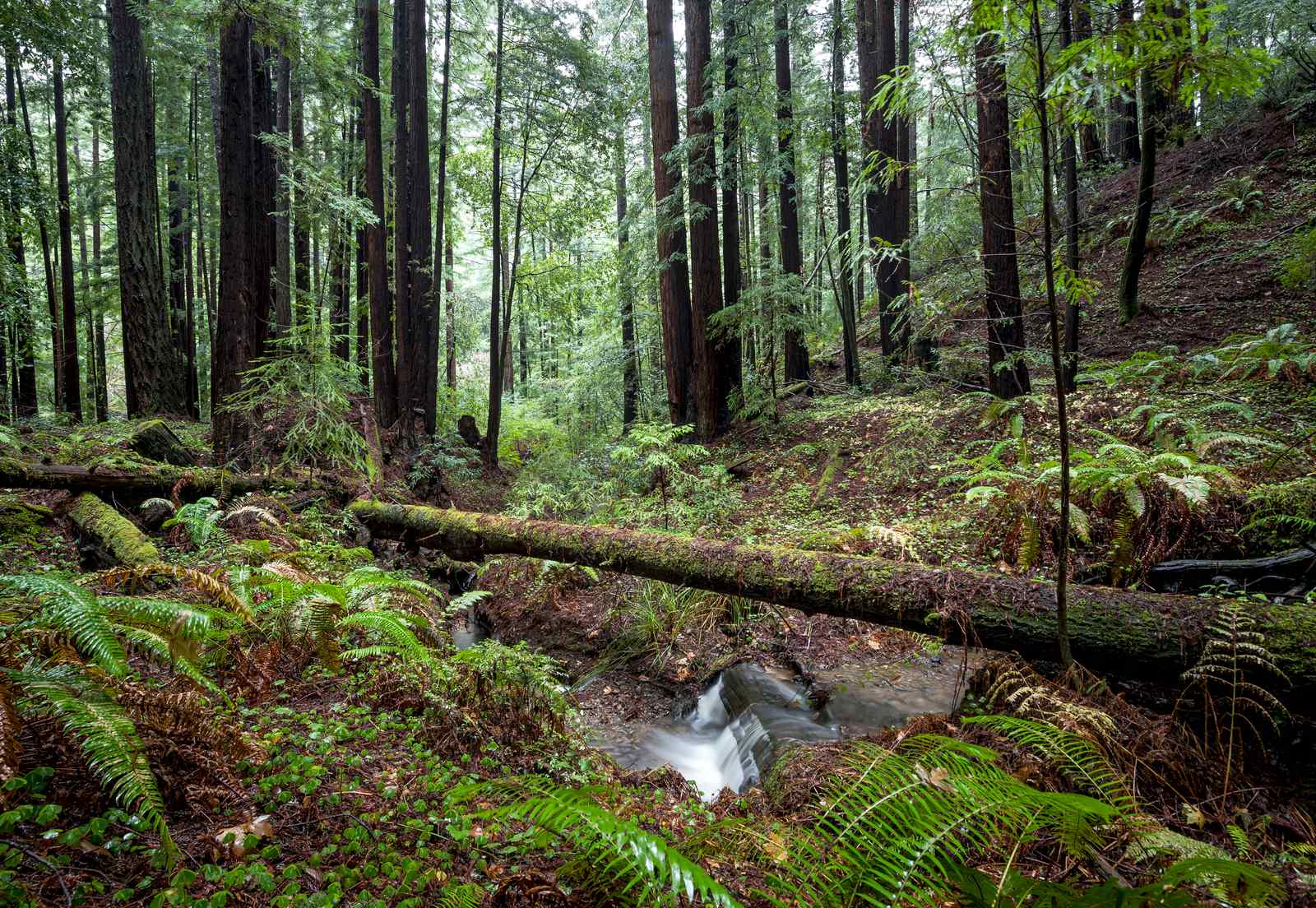 Gazos Creek Redwood Stream